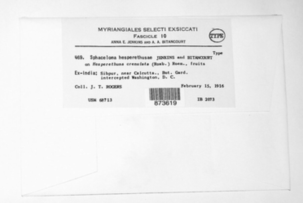 Sphaceloma hesperethusae image